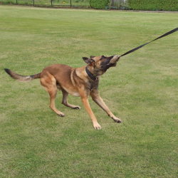 DINGO Szarpak sztuczne futro z długą rączką bungee 150 cm