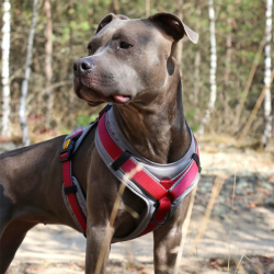 DINGO Szelki Ultra Active - bordowy XXL