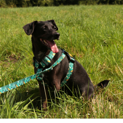 DINGO Szelki Guard z kolorowej taśmy City Monstera M