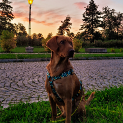 DINGO Szelki Guard z kolorowej taśmy City Monstera L