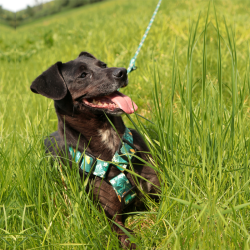 DINGO Szelki Guard z kolorowej taśmy City Monstera L