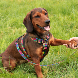 DINGO Smycz przepinana City Graffiti 3,0 x 220 cm