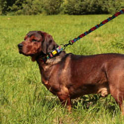 DINGO Smycz przepinana City Graffiti 2,0 x 220 cm