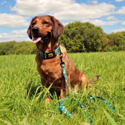 DINGO Obroża regulowana City Monstera 3,0 x 60 cm