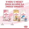 ROYAL CANIN Kitten Instinctive karma mokra w sosie dla kociąt do 12 miesiąca życia 85g