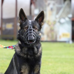 DINGO Skórzany kaganiec dla psa rasy: Spaniel – nitowany Spaniel - mały