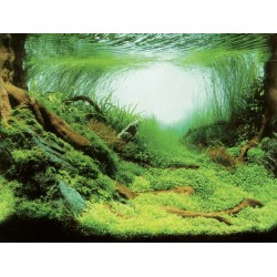 AQUA NOVA Tło - Plants / Ocean L