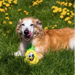 DINGO Zabawka pluszowa - Ananas 19 cm