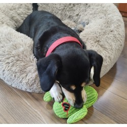 DINGO Zabawka pluszowa - Kaktus Fernando 16 cm