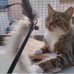 DINGO Wędka dla kota Jungle