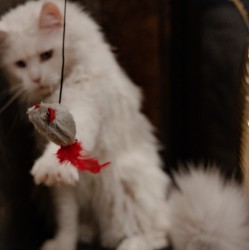 DINGO Wędka dla kota Love - Myszka z piórkami