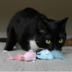 DINGO Zabawka dla kota - Myszki Twin 2 szt.