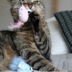 DINGO Zabawka dla kota - Myszki Twin 2 szt.