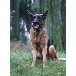 DINGO Zabawka winylowa Halloween - Dracula 10 cm