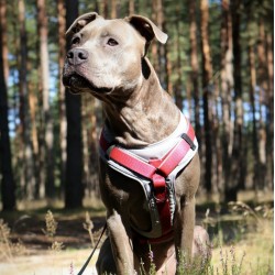 DINGO Szelki Ultra Active - morskie XL