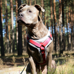 DINGO Szelki Ultra Active - bordowy S