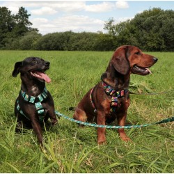 DINGO Szelki Guard z kolorowej taśmy City Graffity S