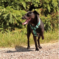 DINGO Szelki Guard z kolorowej taśmy City Monstera M