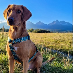 DINGO Szelki Guard z kolorowej taśmy City Monstera M