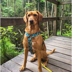 DINGO Szelki Guard z kolorowej taśmy City Monstera L