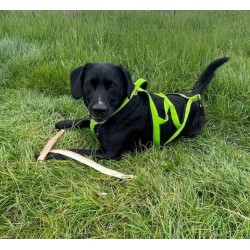 DINGO Szelki typu Sled do biegania z psem - zielony XXS