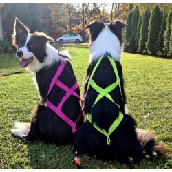 DINGO Szelki typu Sled do biegania z psem - zielony S