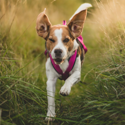 DINGO Szelki typu Sled do biegania z psem - różowy XL