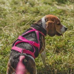 DINGO Szelki typu Sled do biegania z psem - różowy XXL