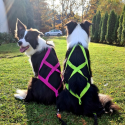 DINGO Szelki typu Sled do biegania z psem - czarny XXL