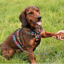 DINGO Smycz przepinana City Graffiti 3,0 x 220 cm