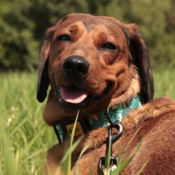 DINGO Obroża regulowana City Monstera 2,0 x 45 cm