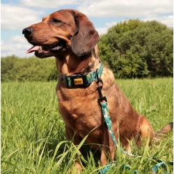 DINGO Obroża regulowana City Monstera 2,0 x 45 cm