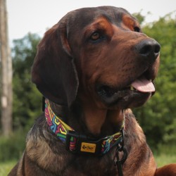 DINGO Obroża regulowana City Graffiti 3,0 x 60 cm