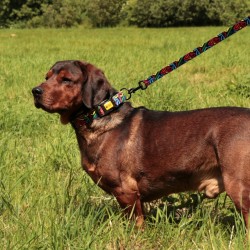 DINGO Obroża regulowana City Graffiti 2,0 x 45 cm