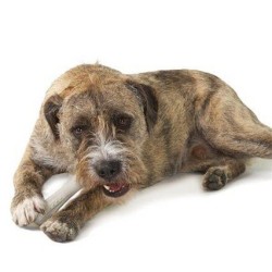 PETSTAGES Deerhorn Petite