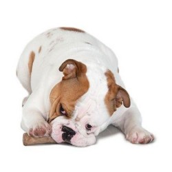 PETSTAGES Dogwood - Patyk Small