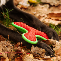 DINGO Bumerang Tri 16,5 cm