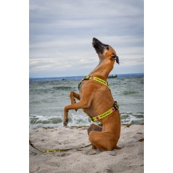 DINGO Szelki dwupaskowe Guard City - Nie Dotykaj M 38 - 70 cm