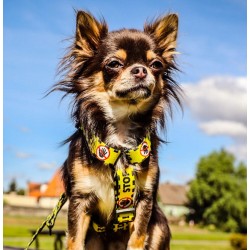 DINGO Szelki dwupaskowe Guard City - Nie Dotykaj L 55 - 100 cm