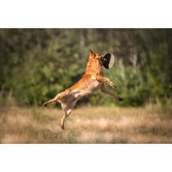 ECOMFY Zabawka Super Fly Disk 18 cm - oliwkowy