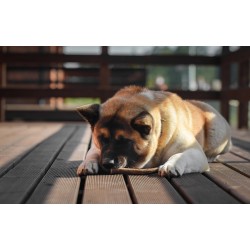 ZOLUX Poroże jelenia HARD w całości - psy o wadze poniżej 15 kg