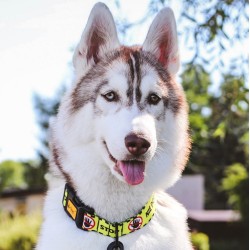 DINGO Obroża regulowana City - Nie Dotykaj M