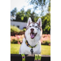 DINGO Obroża regulowana City - Nie Dotykaj M