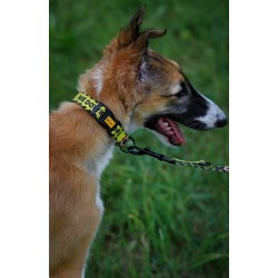 DINGO Obroża regulowana City - Nie Dotykaj L