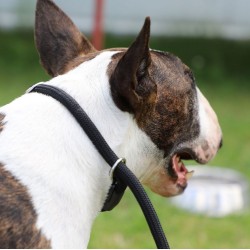 DINGO Smycz zaciskowa z linki Snake z regulowaną obrożą (1,2 cm x dł. 170 cm) - brązowy