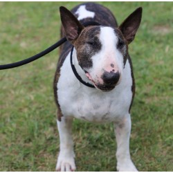 DINGO Smycz zaciskowa z linki Snake z regulowaną obrożą (1,2 cm x dł. 170 cm) - brązowy