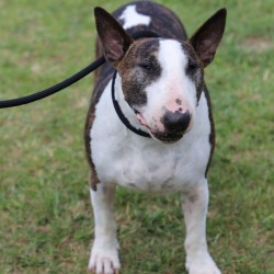 DINGO Smycz zaciskowa z linki Snake z regulowaną obrożą (1,2 cm x dł. 170 cm) - czerwony