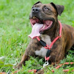 DINGO Obroża zaciagana z linki Snake (1,2 cm x dł. 55 cm) - brązowy