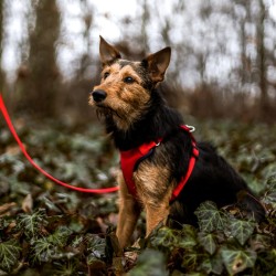 DINGO Szelki Bezuciskowe z dwupaskową regulacją - czerwone M