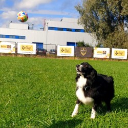 DINGO Zabawka dla psa piłka tenisowa ø 6,5 cm